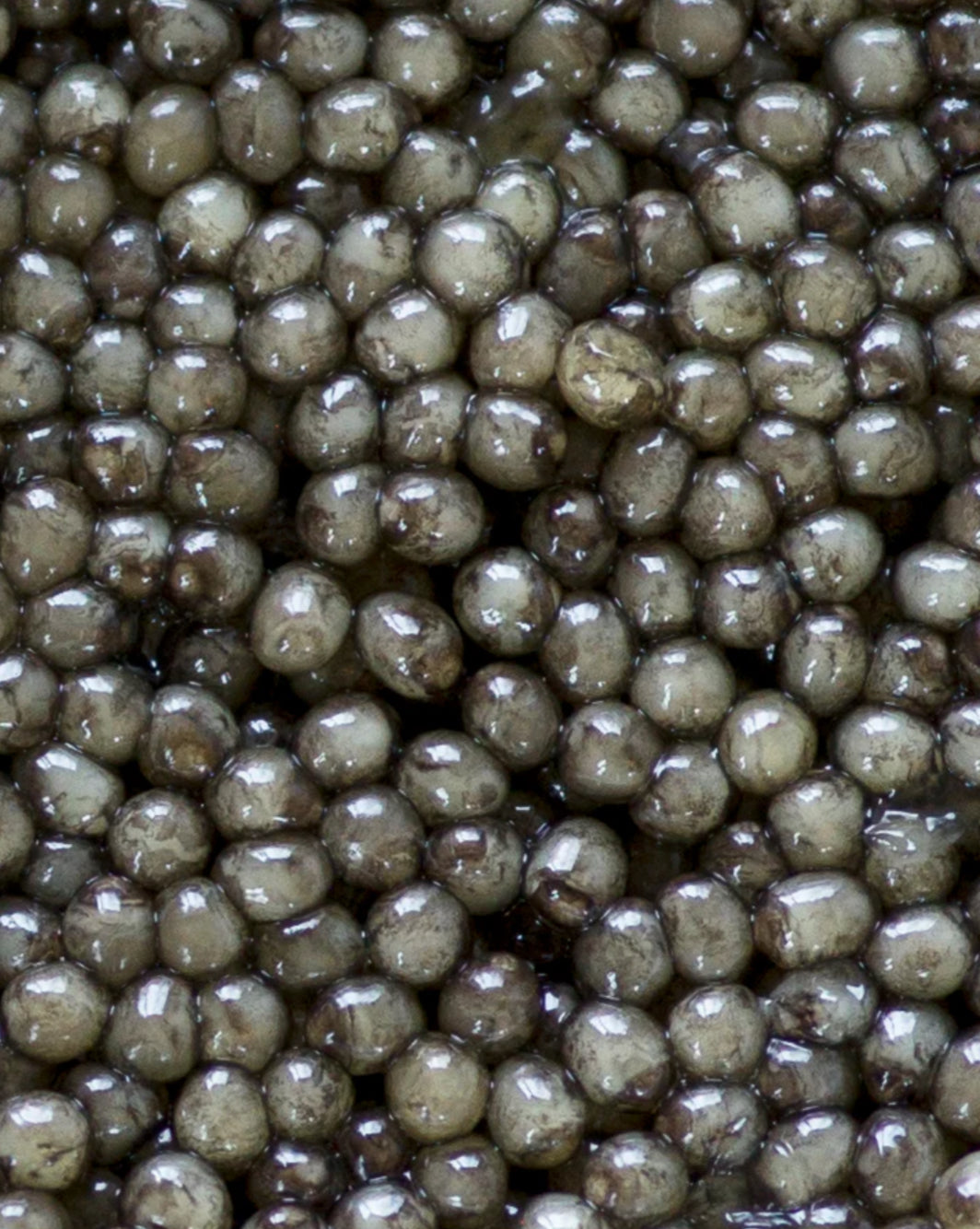 Osetra Royale